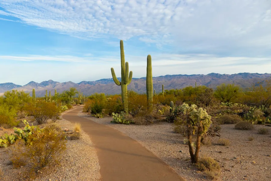 A path winding through Sonoran desert past saguaro cacti toward distant mountains